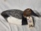 Frees carved Canvasback / year unknown 