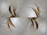 14 pt non typical whitetail buck antlers