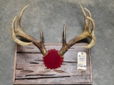 12 pt typical whitetail buck antlers