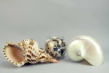 Conch Shell, Nautilus Shell & Assorted Sea Shells