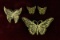 Gold Plated German Sterling Butterfly Brooches & Earrings