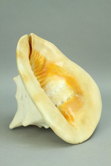 Large Conch Shell