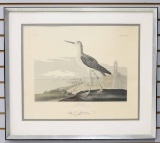 John James Audubon Amsterdam Edition Plate# CCLXIX 