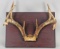 8 Point Antlers on Board