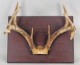 8 Point Antlers on Board