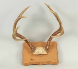 8 Point Antlers on Smaller Board