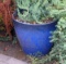 Blue Pot