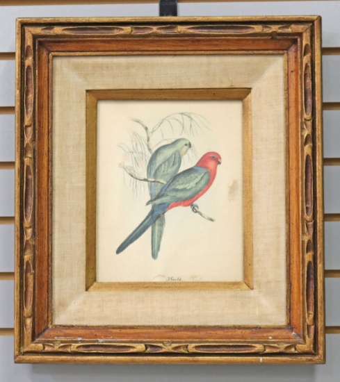 Vintage J. Gould Bird Print