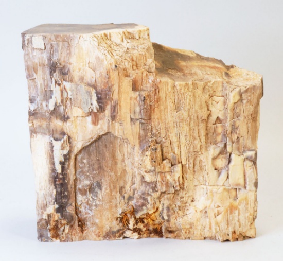 Natural Petrified Wood