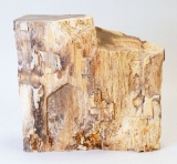 Natural Petrified Wood