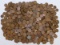 5-1 Lbs. Wheat Pennies