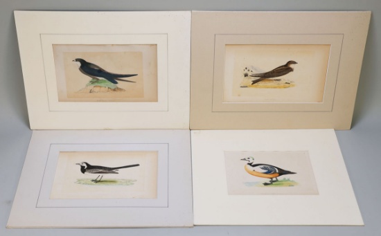 4 Morris Prints/Plates; Spine-Tailed Swallow, Sand Martin, Pied Wagtail &