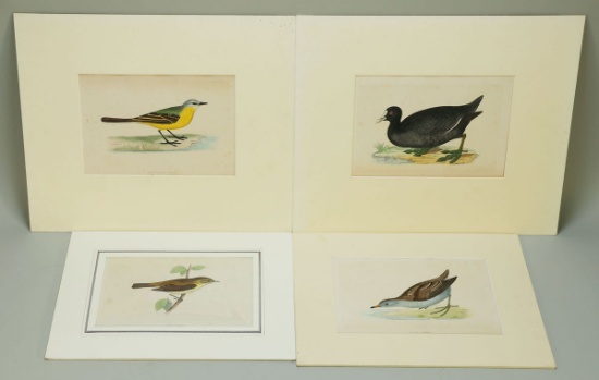 4 Morris Prints/Plates; Grey-Headed Wagtail, Coot, Little Crake & Chill Chaff