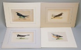 4 Morris Prints/Plates; Spine-Tailed Swallow, Sand Martin, Pied Wagtail &