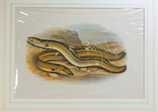 Antique Print - Sharp-Nosed & Broad-Nosed Eels - Rev. W. Houghton, Ca. 1880's