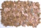 8 Lbs. Wheat Pennies