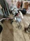 Golf Clubs w/ Cart