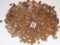 6 Lbs. Wheat Pennies