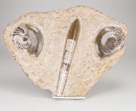 Orthoceras & Ammonite Fossil Slab