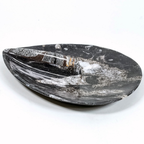 Large Orthoceras Fossil Spear - Polished