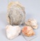 Assorted Fossils