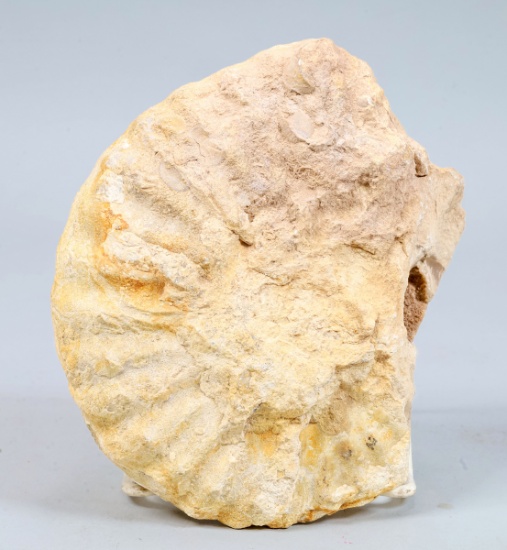Ammonite Fossil