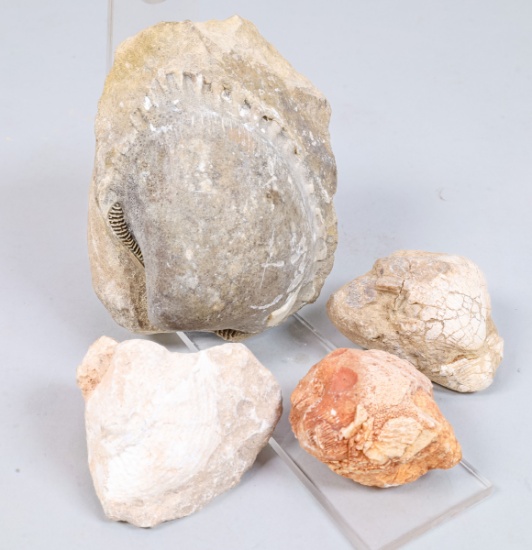Assorted Fossils