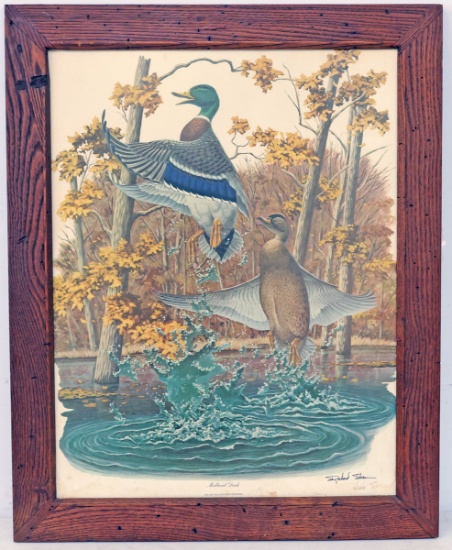 Mallard Duck (Anas Platyrhynchos) Print, Signed by Richard Sloan