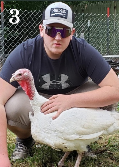 Austin Ellsworth---  TURKEY (HEN)