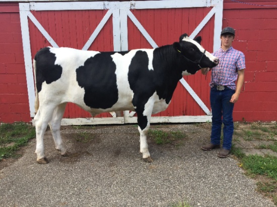 Drew Barnes - APPROX. 1420 LB. DAIRY STEER