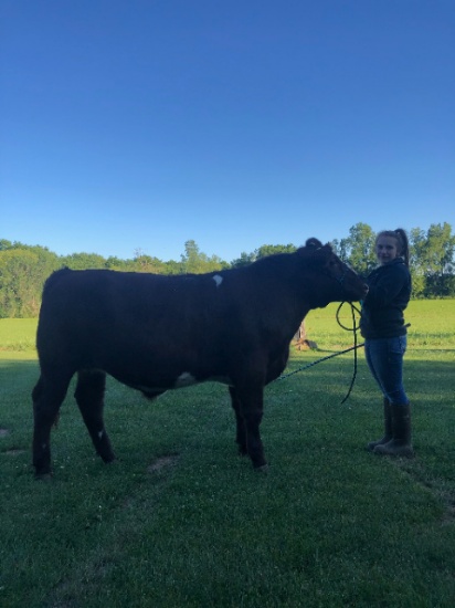 Michalla Barnes - APPROX. 1490 LB. BEEF STEER