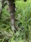 International sickle mower