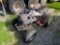 2011 Honda TRX250EX ATV