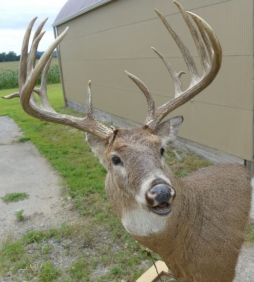 173-5/8 Boone Crockett Whitetail Deer Crockett