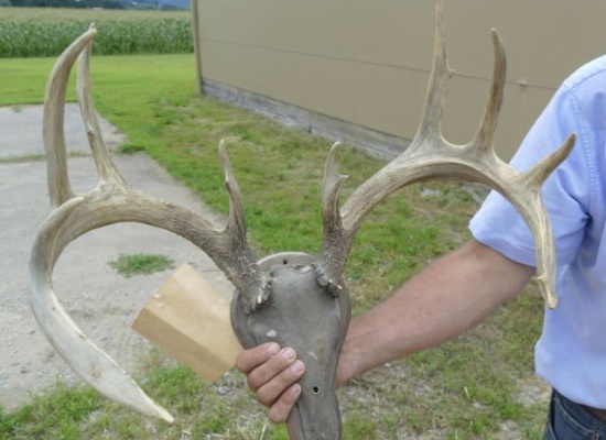 152" Whitetail Horn Mount