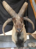 Mouflon Goat