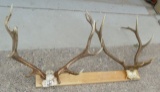 Rocky Mountain & Tule Elk Antlers
