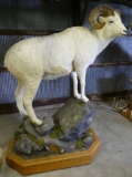 Dall's Sheep 146-6/8 Pope & Young Club