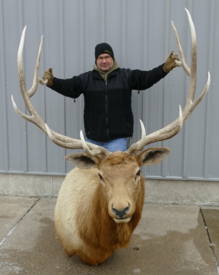 360" Bull Elk Shoulder Mount