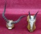 Pair of African European Mounts