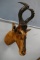 African Antelope Head Mount