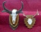 Whitetail Hide, Horns & Antelope Mount Lot