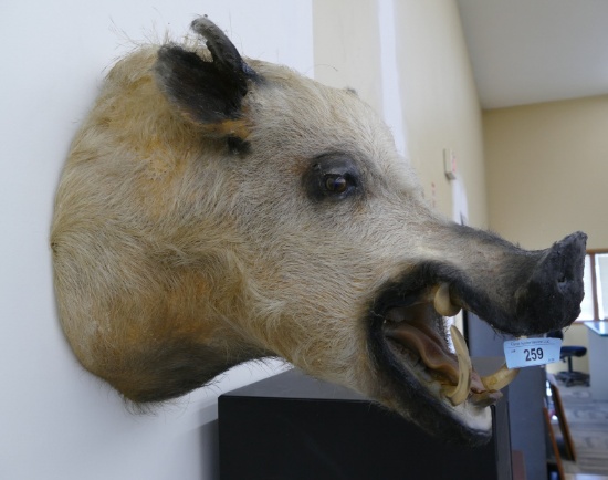 Wild Bore Mount