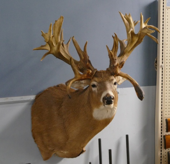 Giant Non Typical White Tail Replica Mount
