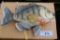 Large Replica Blue Gill Mount