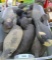 Tote of approx. 10 Vintage Wooden Duck Decoys