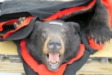 Black Bear Rug on felt w/Claws
