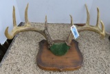 Set of Old 9 pt Deer Horns