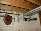 Lot= Assortment Of Antlers And Cattle Horns.