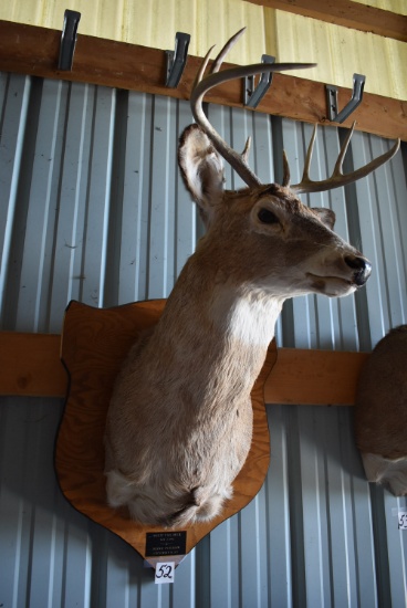 8 Point Buck Deer Mount, 16" Spread.